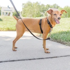 3 in 1 Harness & car restraint for dogs
