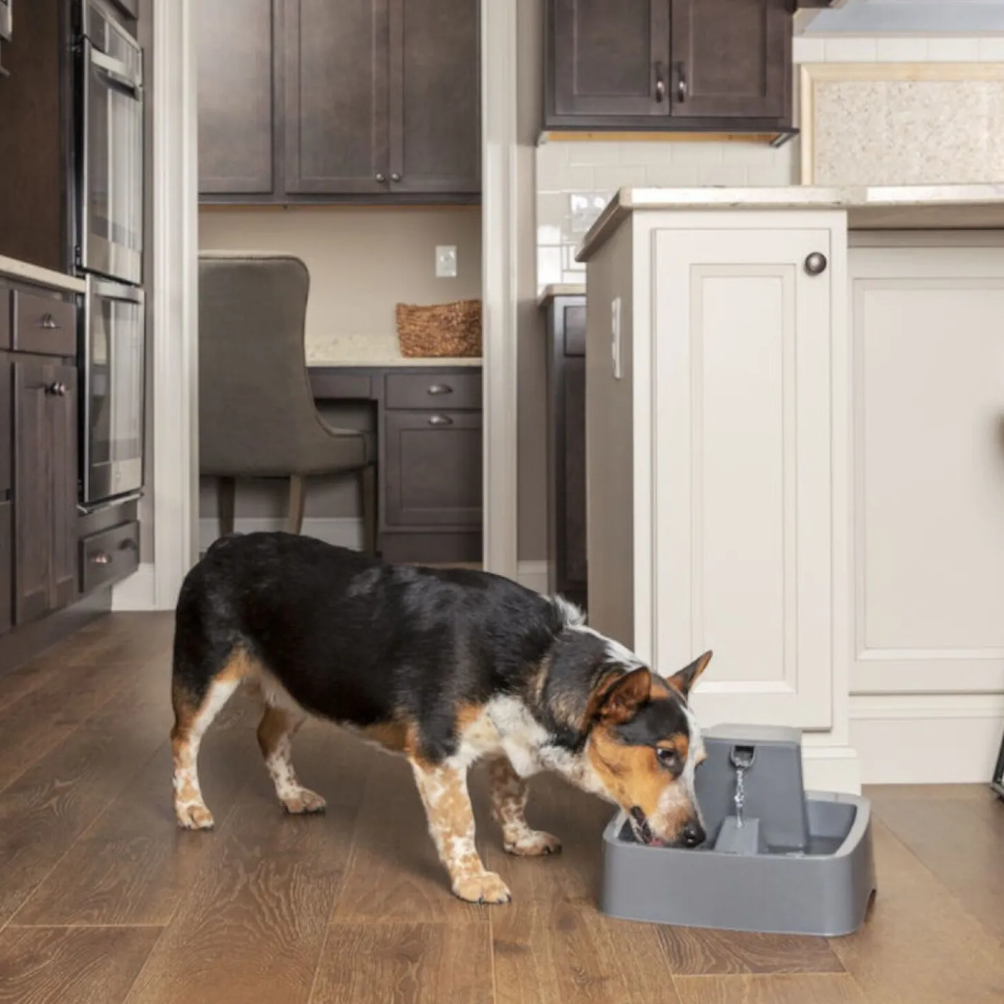 3.7 litre pet fountain