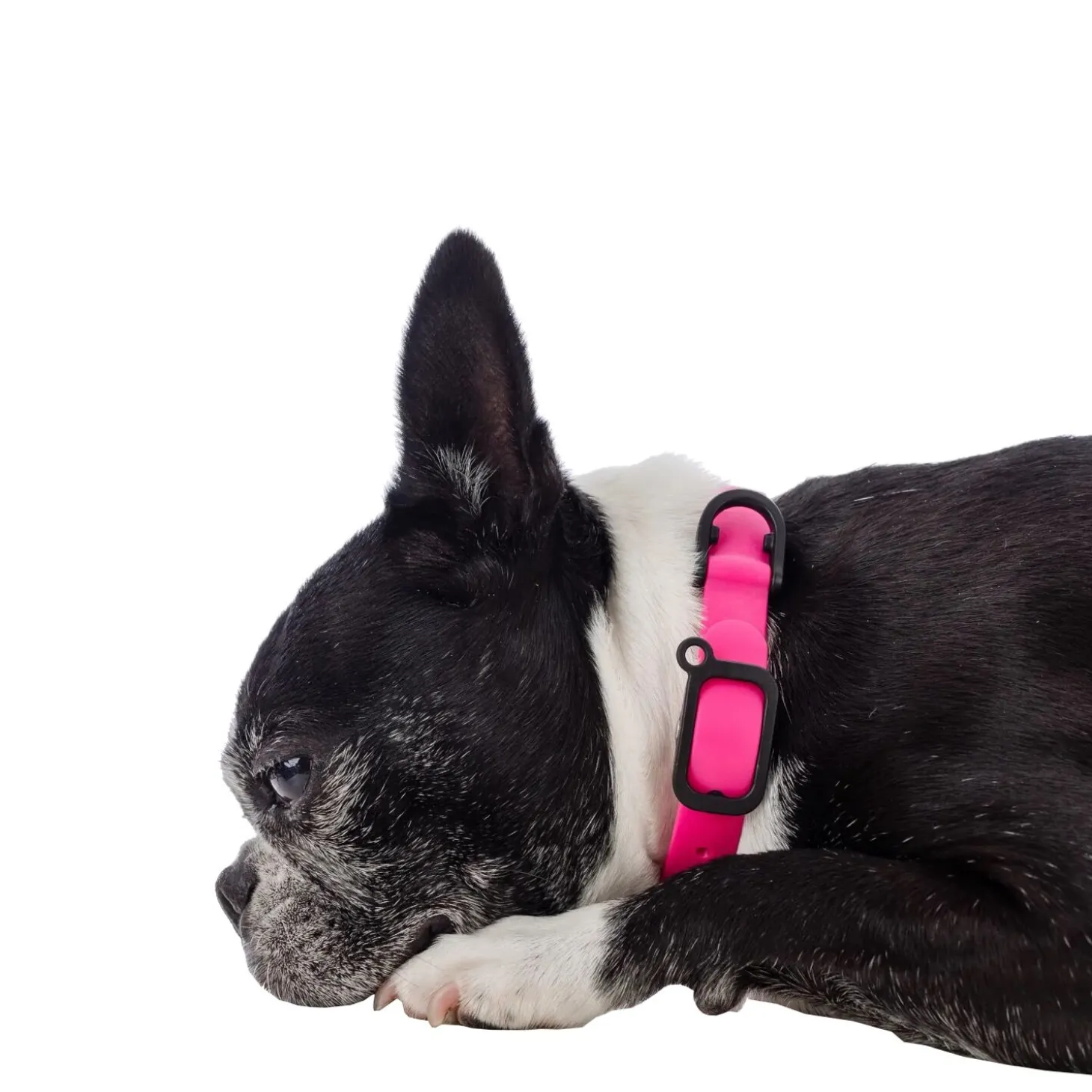 Adjustable Dog Collar, L