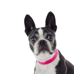 Adjustable Dog Collar, M