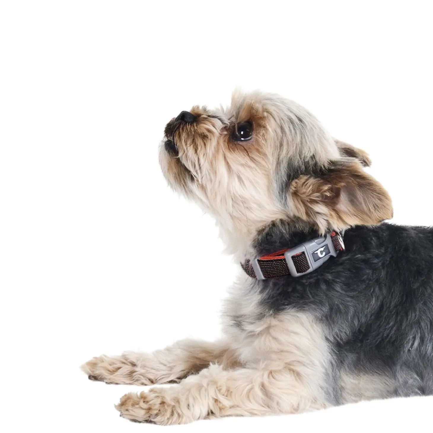 Adjustable dog collar, red polka dots