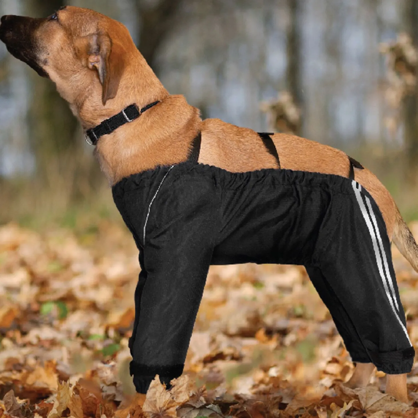 All-weather protective dog pants