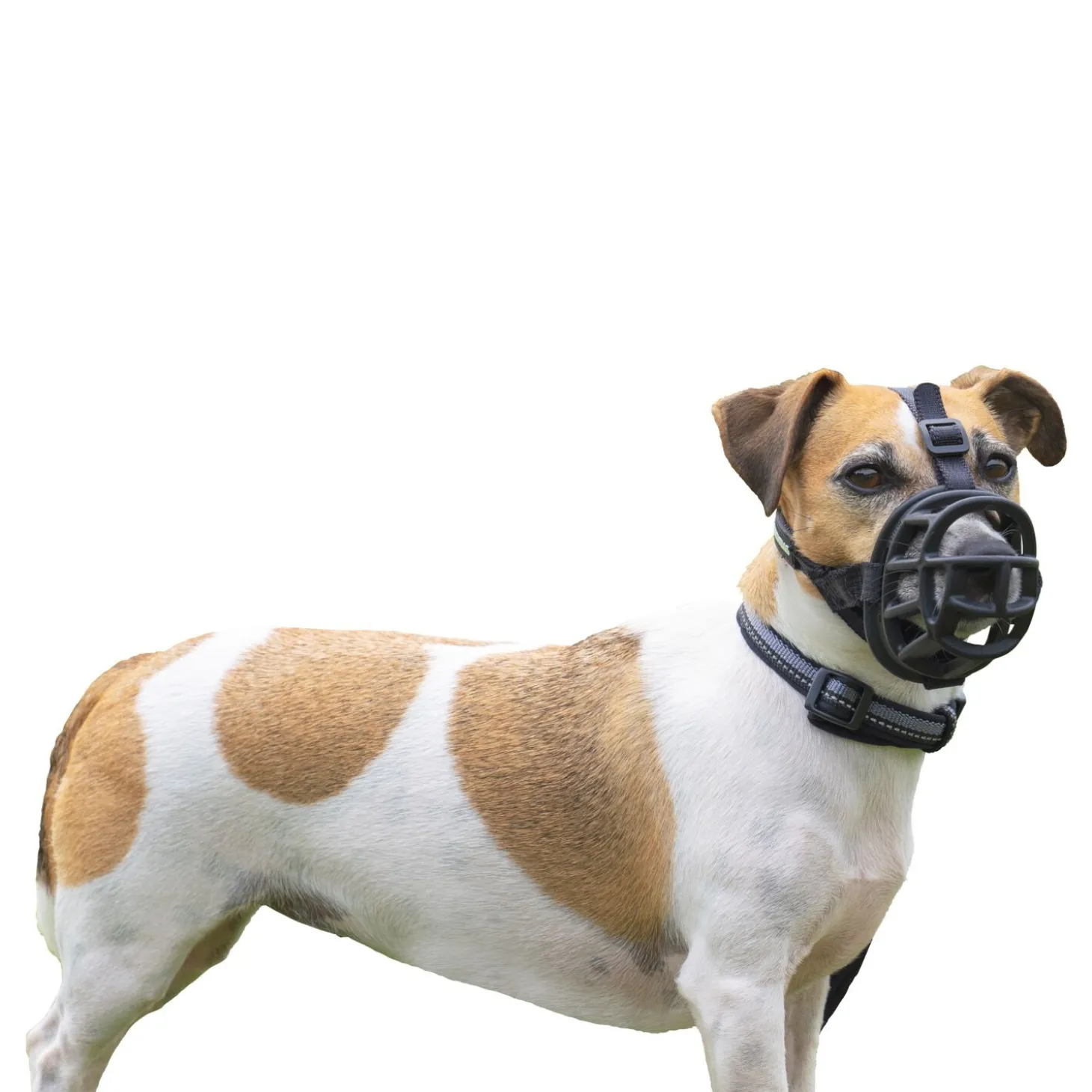 Baskerville Ultra Muzzle
