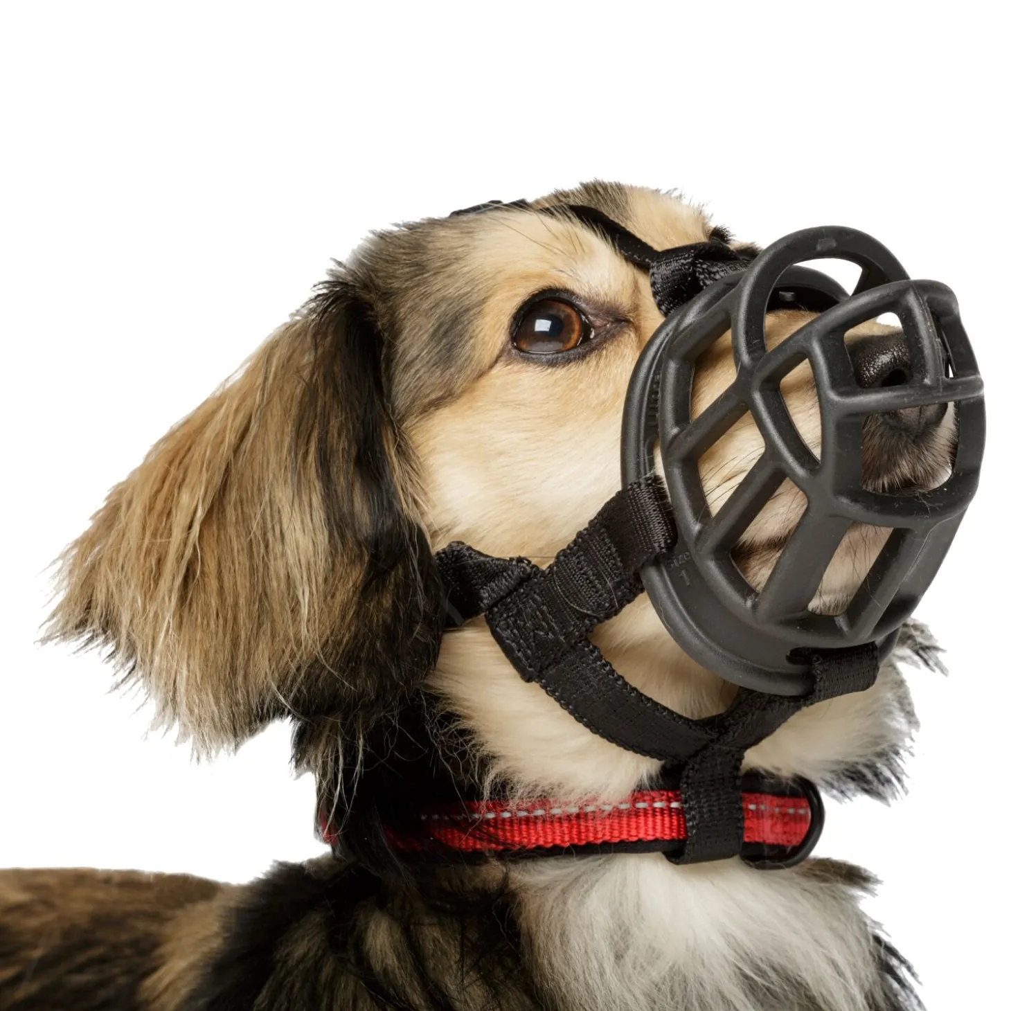 Baskerville Ultra Muzzle