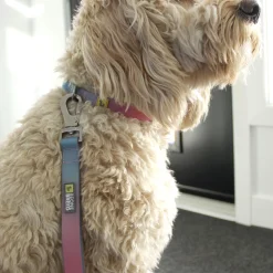 Blue and Pink Gradiant Silicone Dog Collar