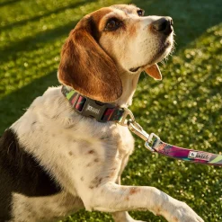 Calypso Silicone Collar for Dogs