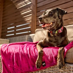 Calypso Silicone Collar for Dogs