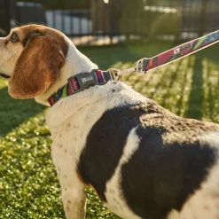 Calypso Silicone Collar for Dogs