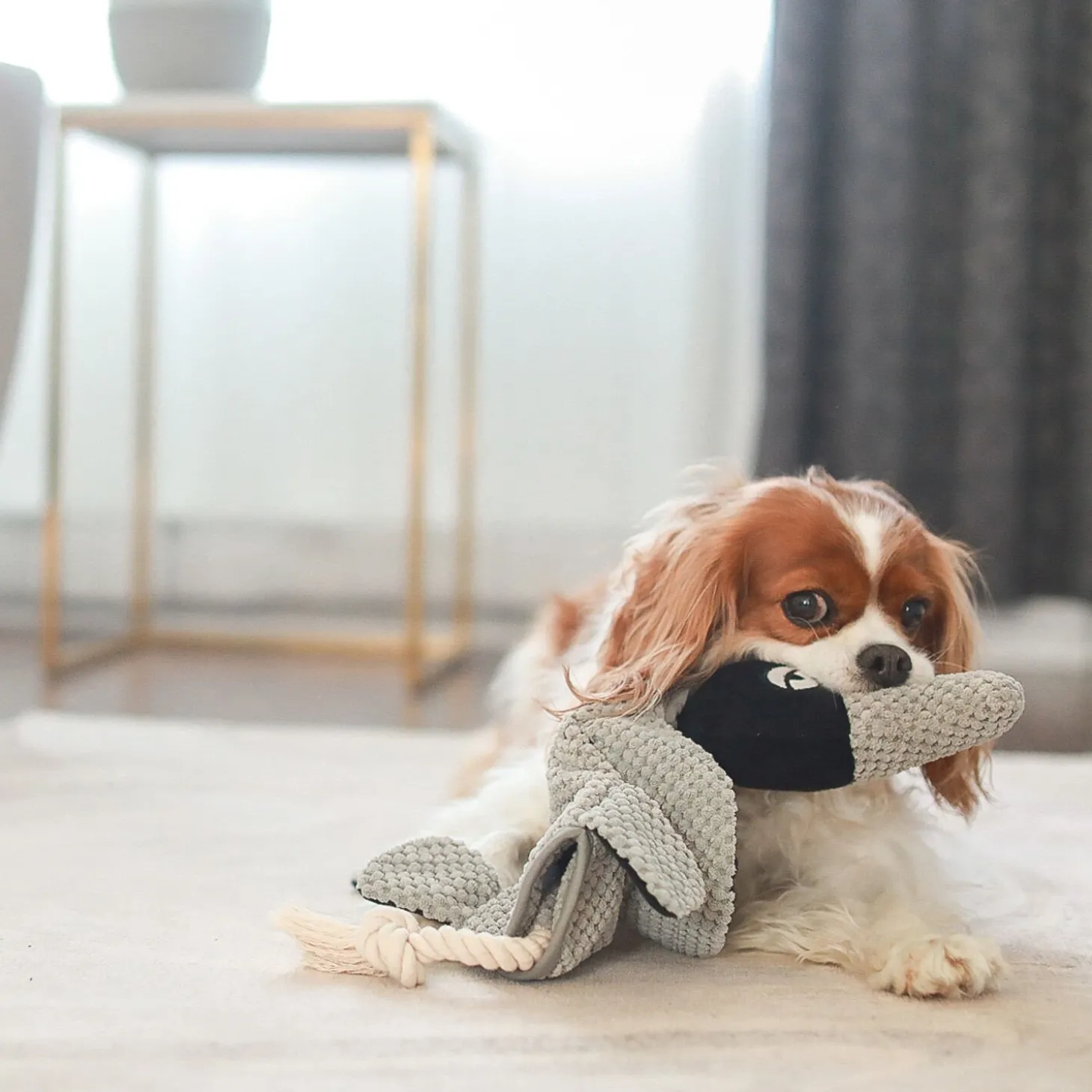 Carole the goose dog toy