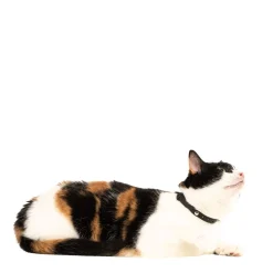 Cat collar, black