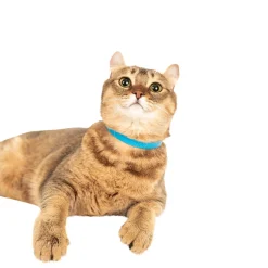 Cat collar, blue