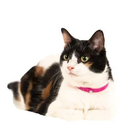 Cat collar, pink