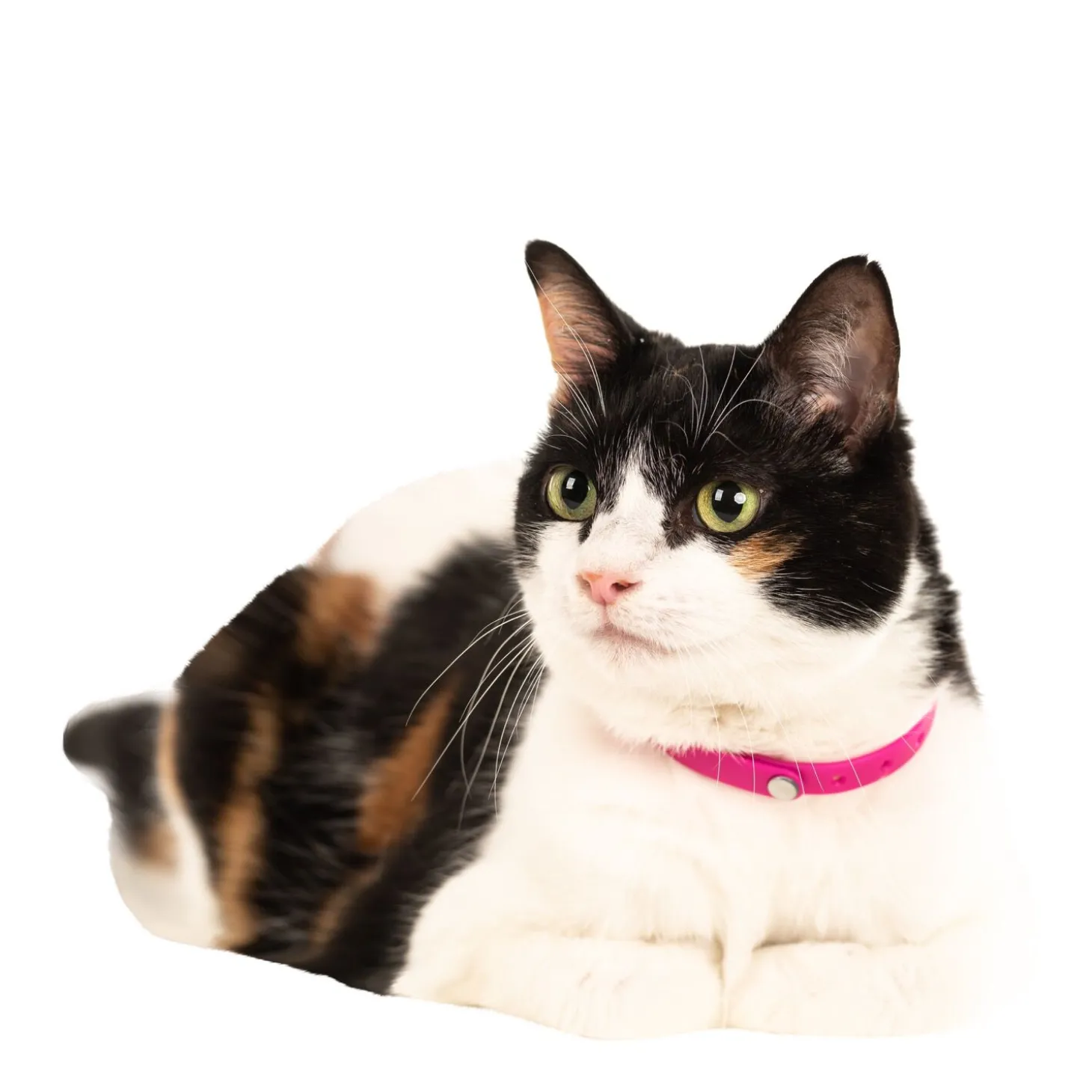 Cat collar, pink