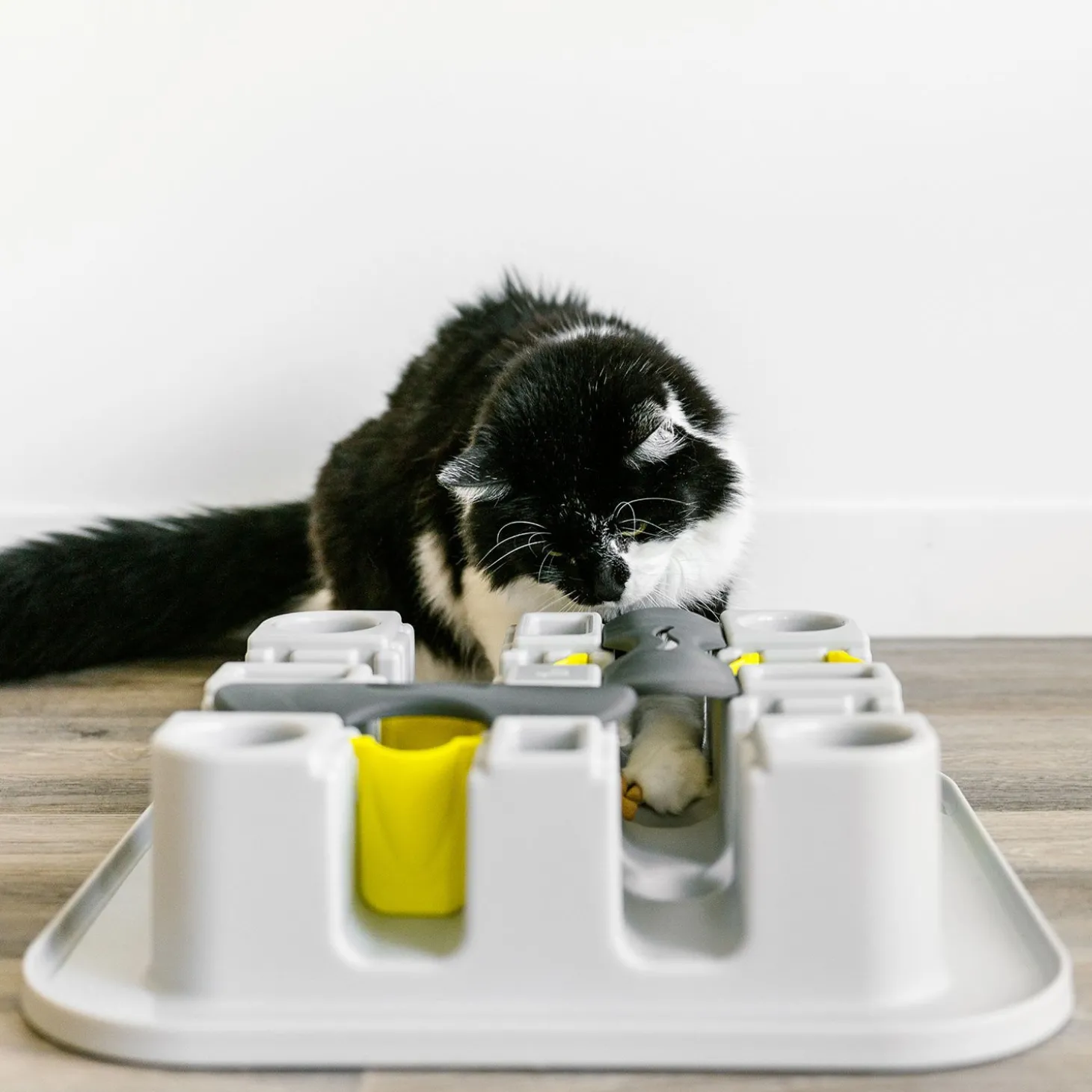 Cat Maze