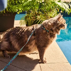 Cherry Smash Cat leash