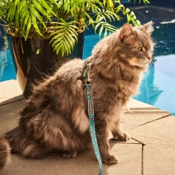Cherry Smash Cat leash