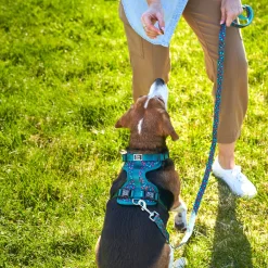 Cherry Smash Dog Harness