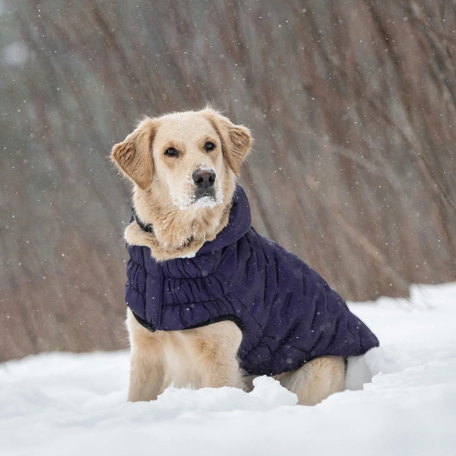 Cloud Parka for Dogs