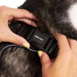 Complete Control Harness for Dogs