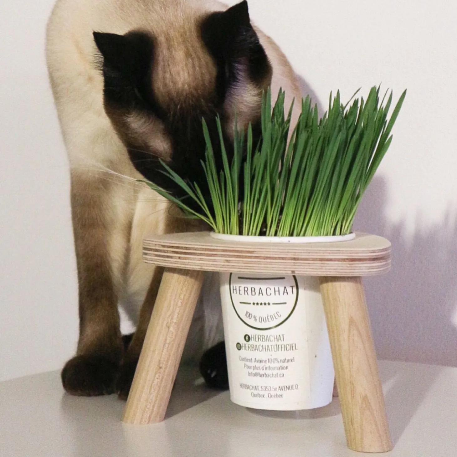 Demi-Portion Cat Grass Station