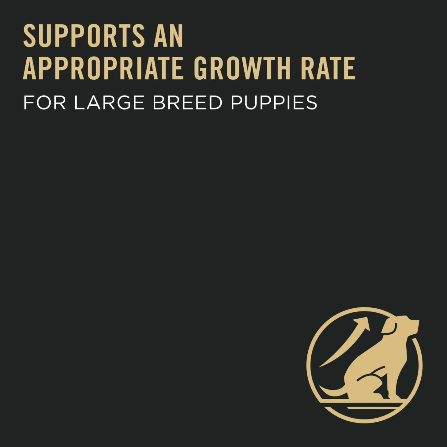 Development Large Breed Chicken & Rice Dry Puppy Food Formula, 15.4 kg