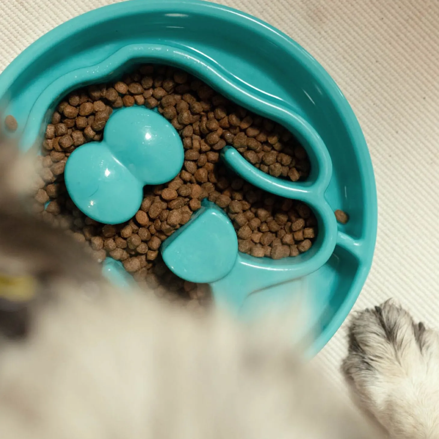Dog Slow Feeder, Turquoise