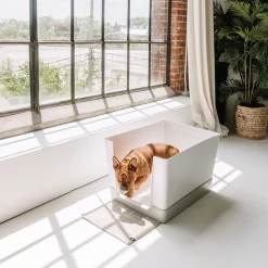 Doggy Bathroom Starter Kit, Grey