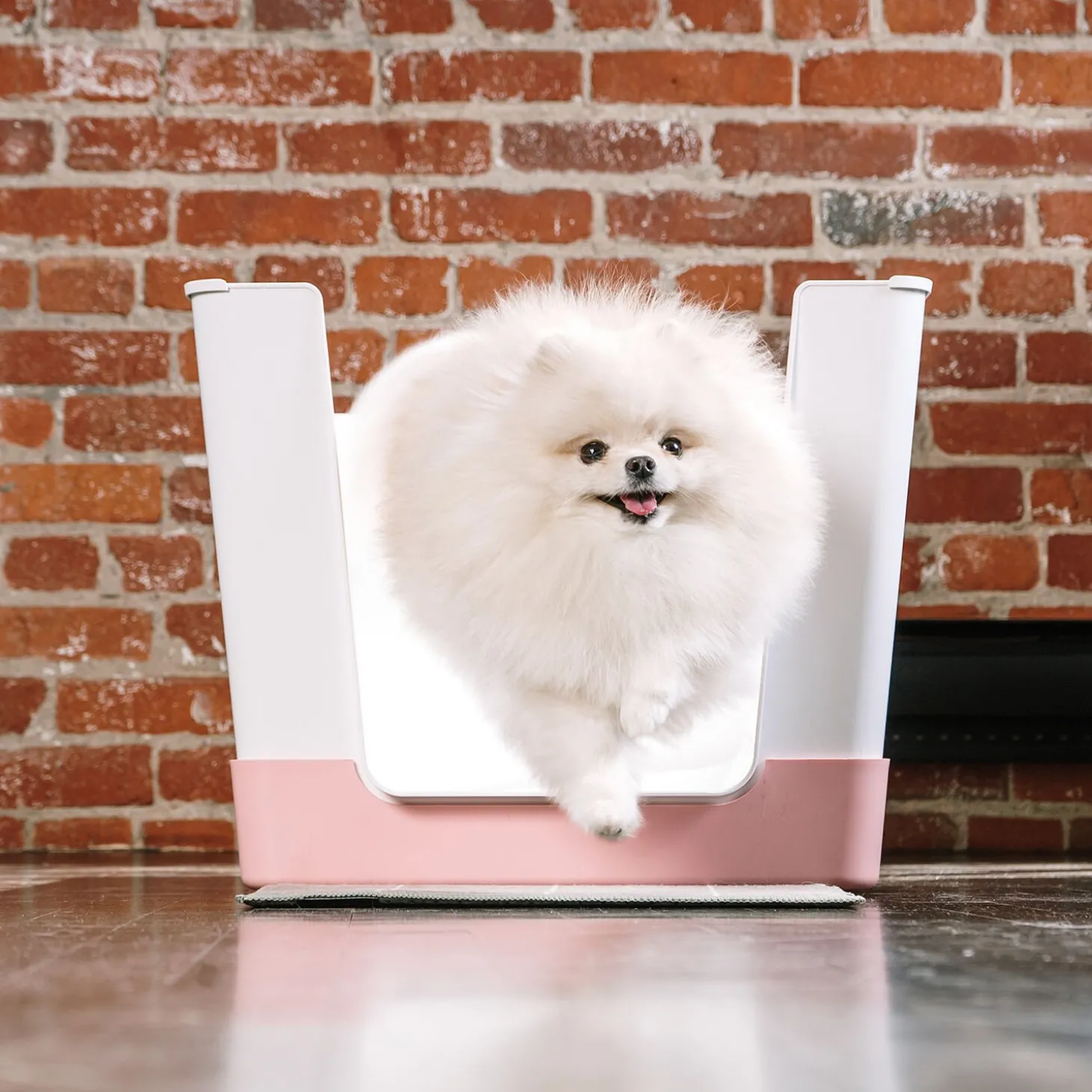 Doggy Bathroom Starter Kit, Pink