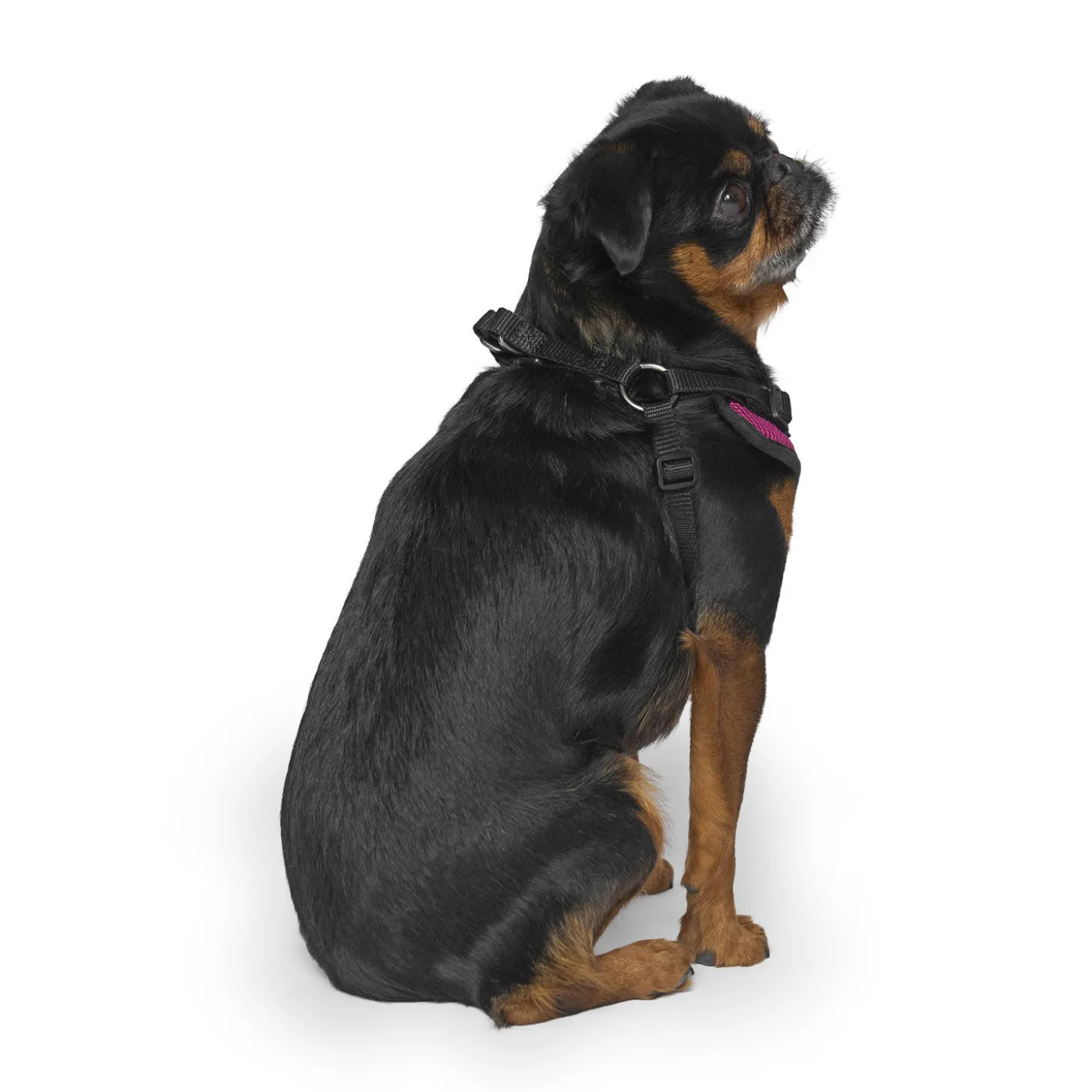 Easy-On Step-In Harness for Dogs