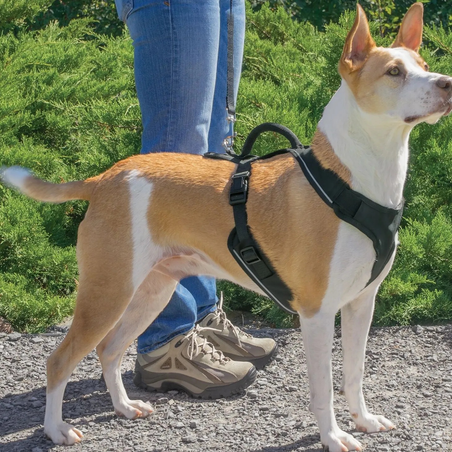EasySport dog harness, black