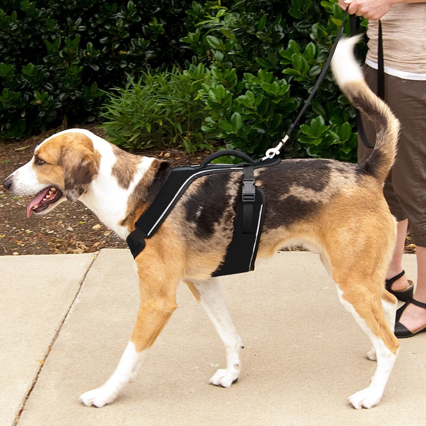 EasySport dog harness, black