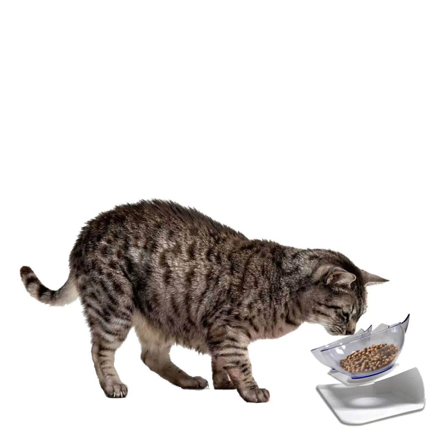 Ergonomic cat double bowl feeder