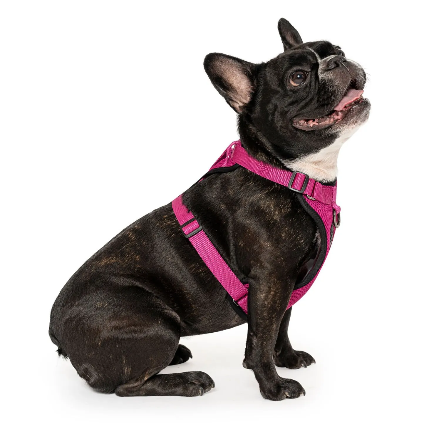Everything Harness for Dogs