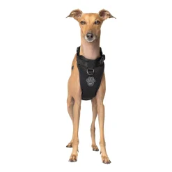 Everything Harness for Dogs