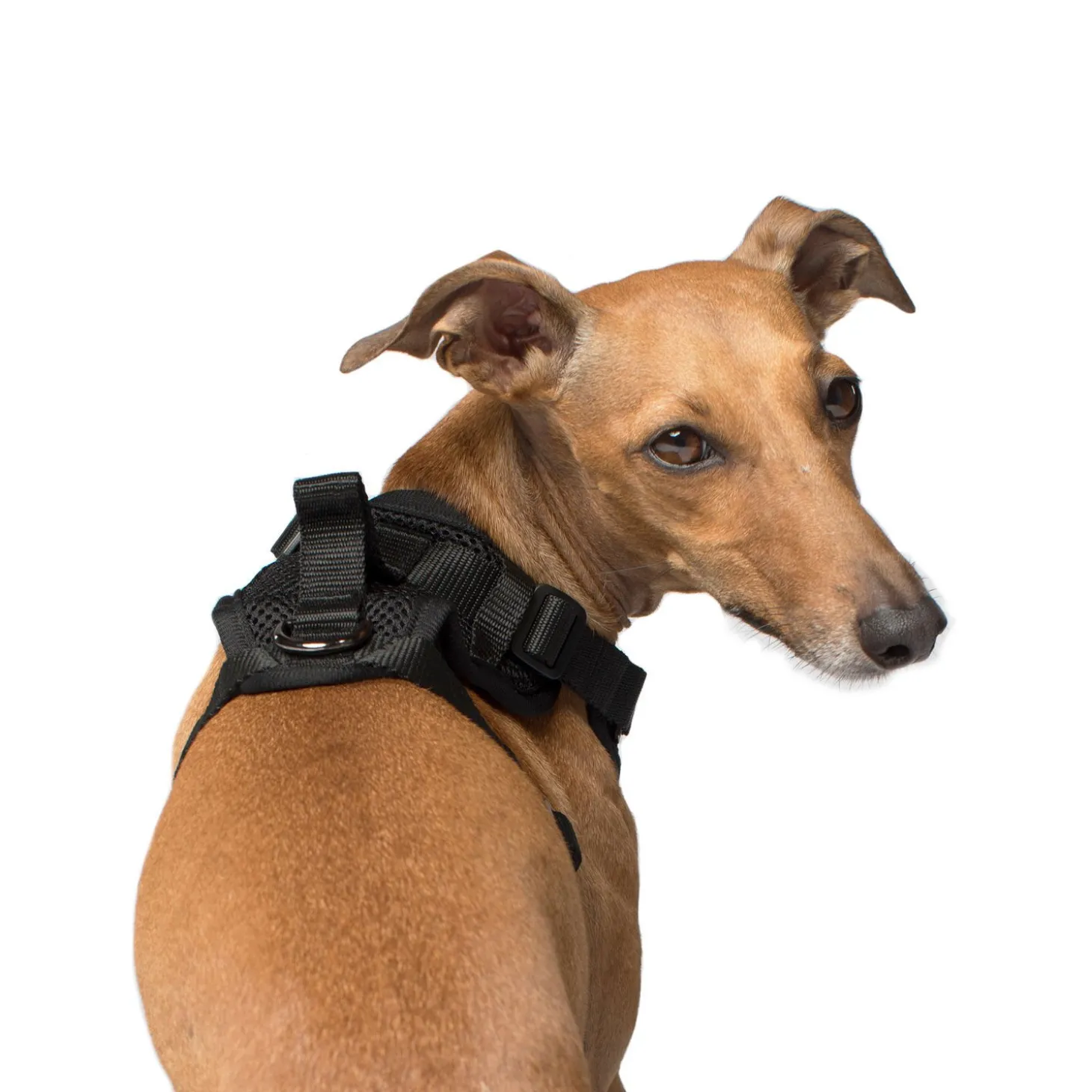 Everything Harness for Dogs