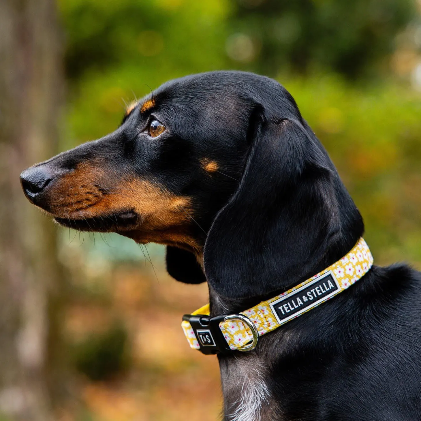 Florence Adjustable Dog Collar