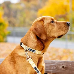 Florence Dog Leash