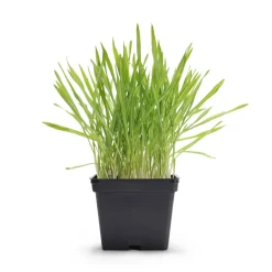 Fresh Cat Grass