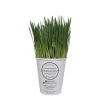Fresh cat grass