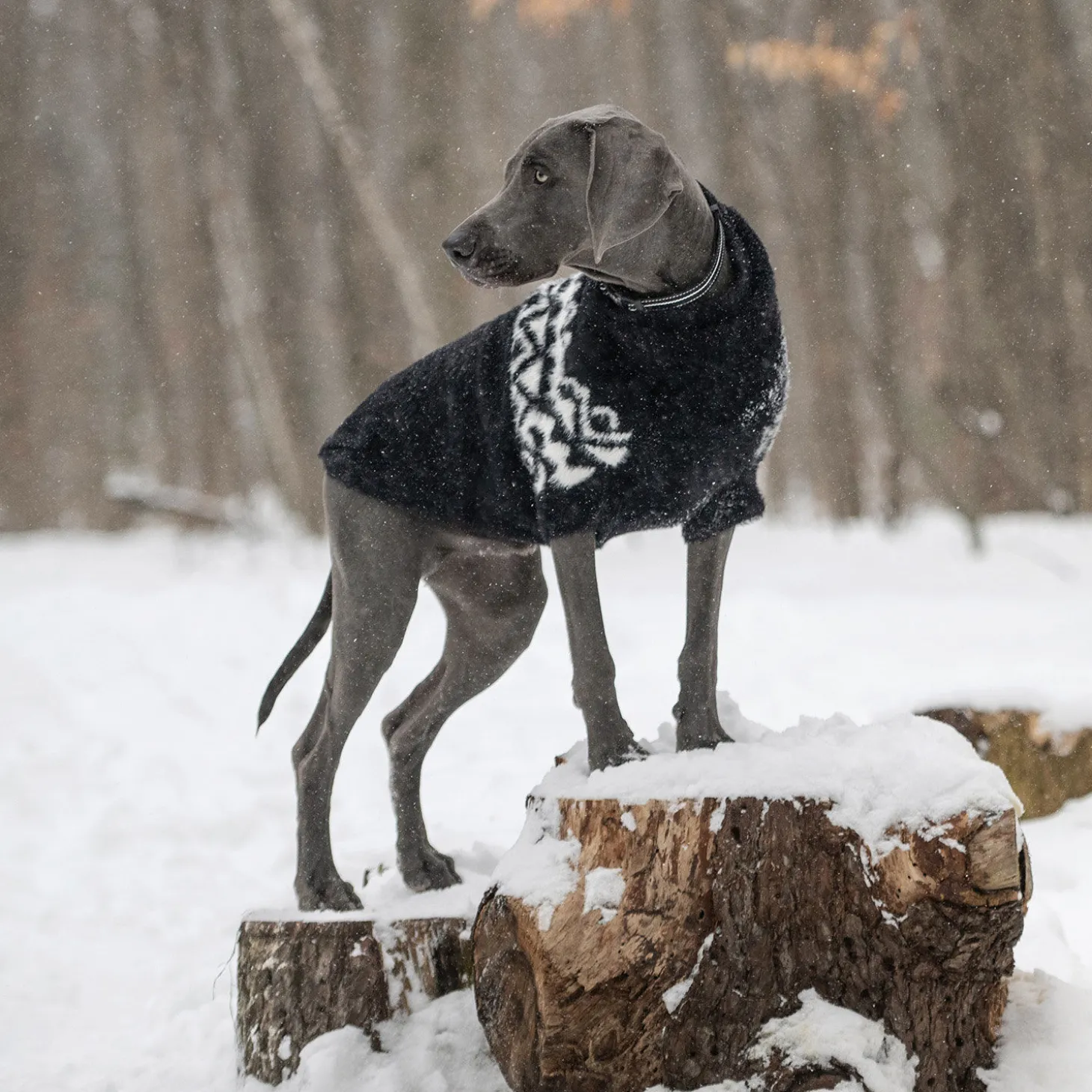 Fuzzy Sweater for Dogs