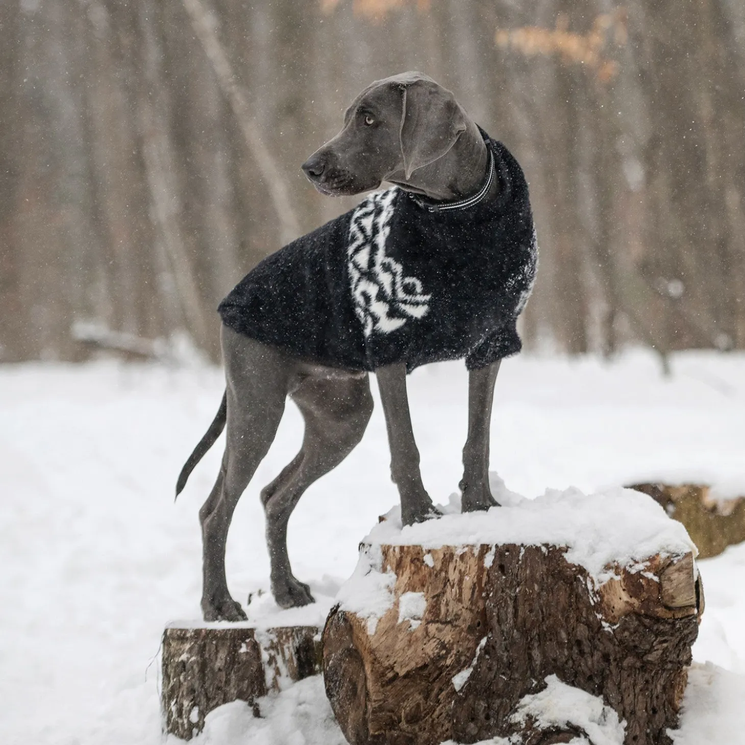 Fuzzy Sweater for Dogs