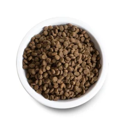 Grain Free Kitten Recipe Dry Food for Kittens