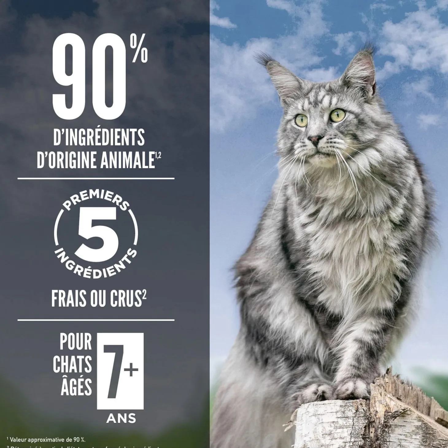 Guardian 8 Dry Food Formula for Senior Cats, 4.5 kg