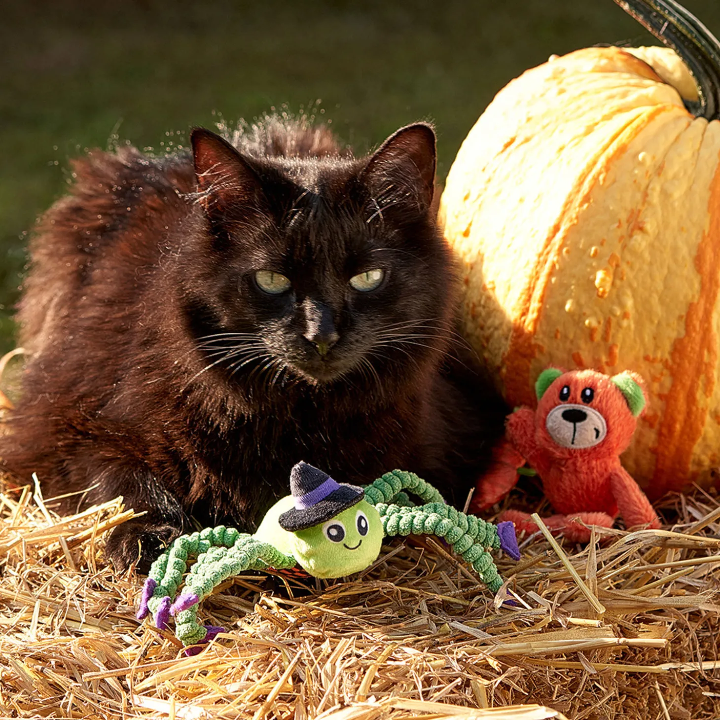 Halloween Crackles Spider for Cats