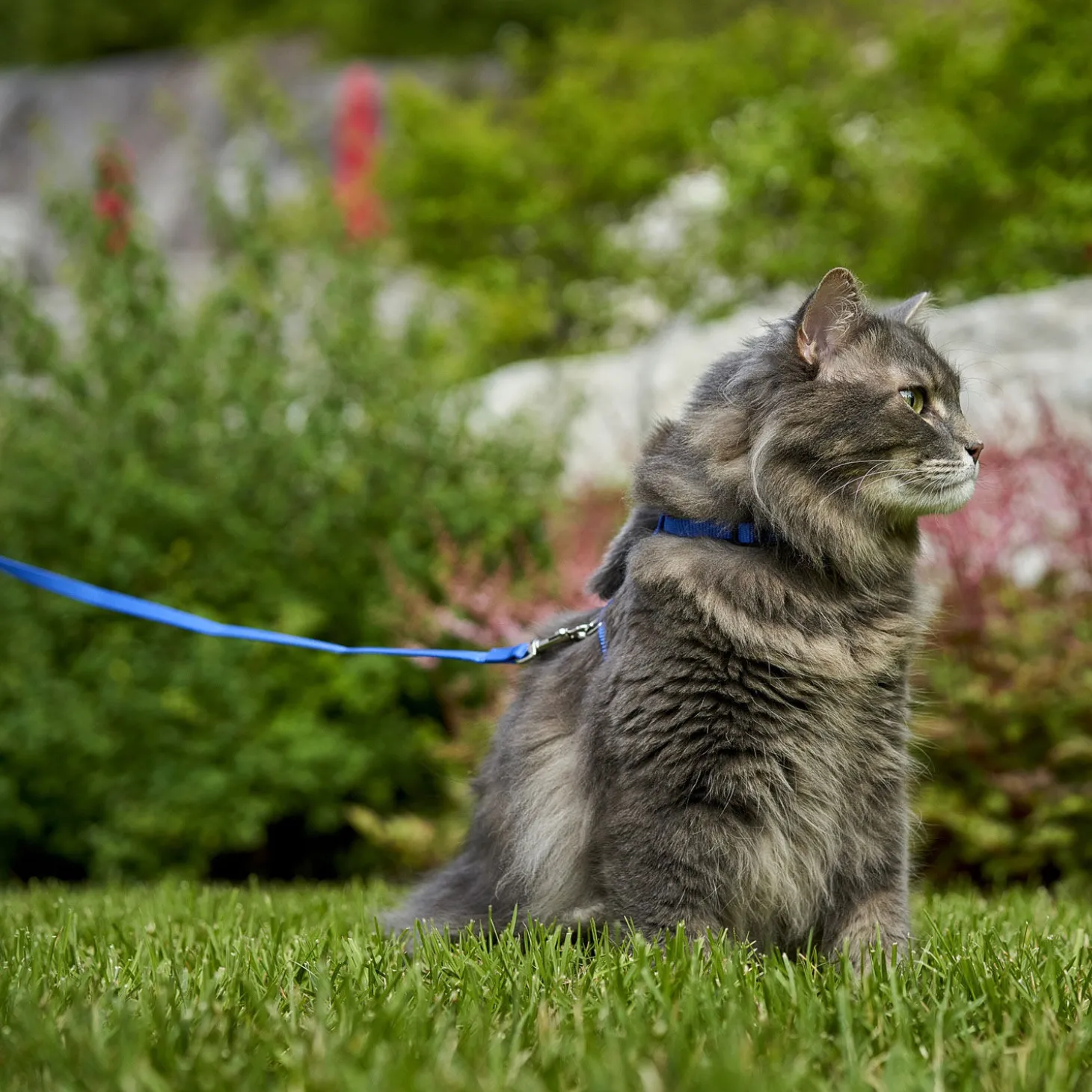Harness and Leash Kit for Cats