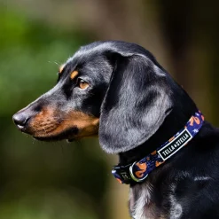 Hiking Rodent Adjustable Dog Collar, L