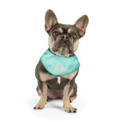 Ice Band for Dogs