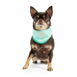 Ice Band for Dogs