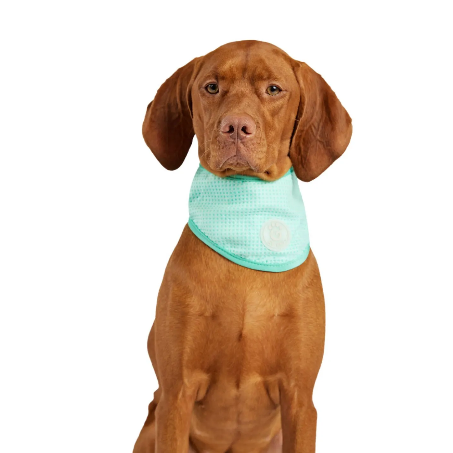 Ice Band for Dogs