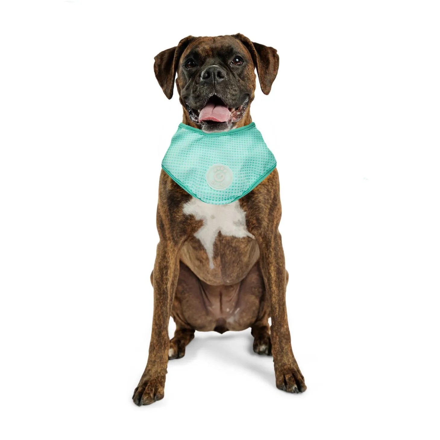 Ice Band for Dogs
